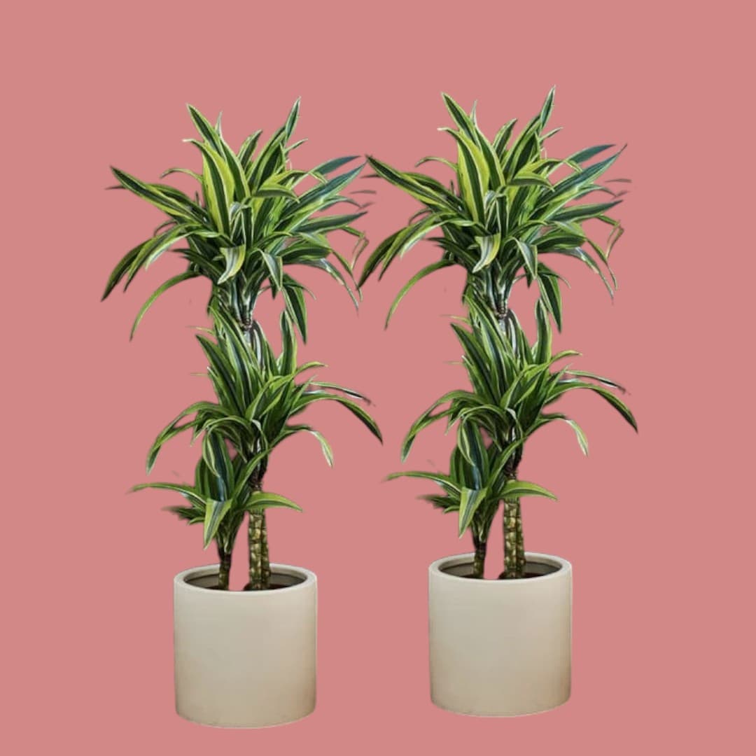 Dracaena fragrans Lemon Lime-2 Plant Set — photo 2 | Planto.ae UAE