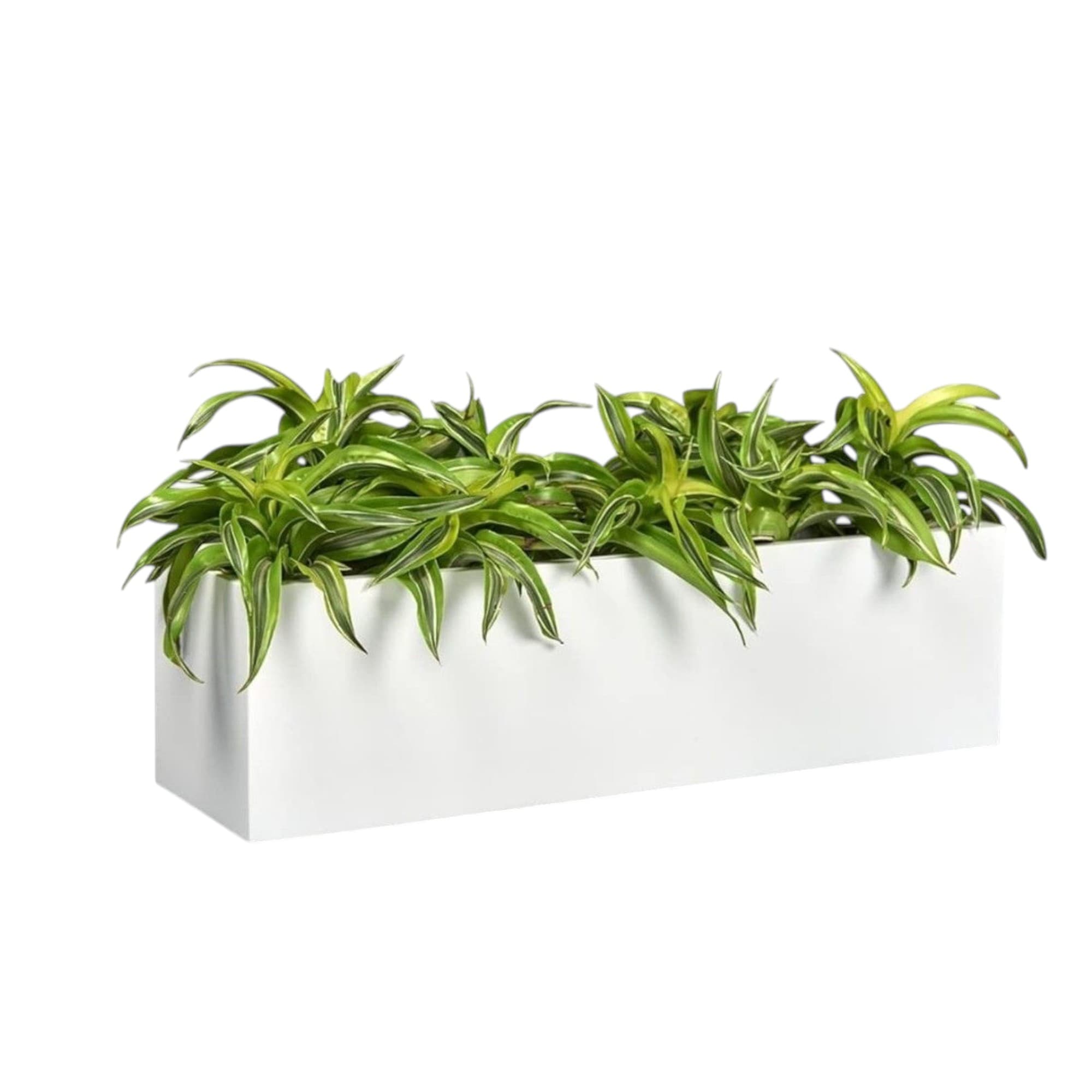 Dracaena Lemon Lime In Fiber Pot. — photo 2 | Planto.ae UAE
