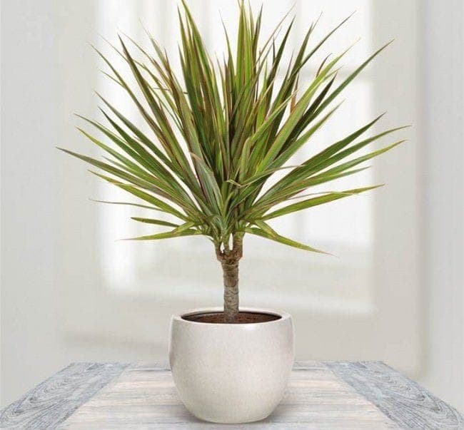Dracaena Marginata In White Ceramic Pot — photo 2 | Planto.ae UAE