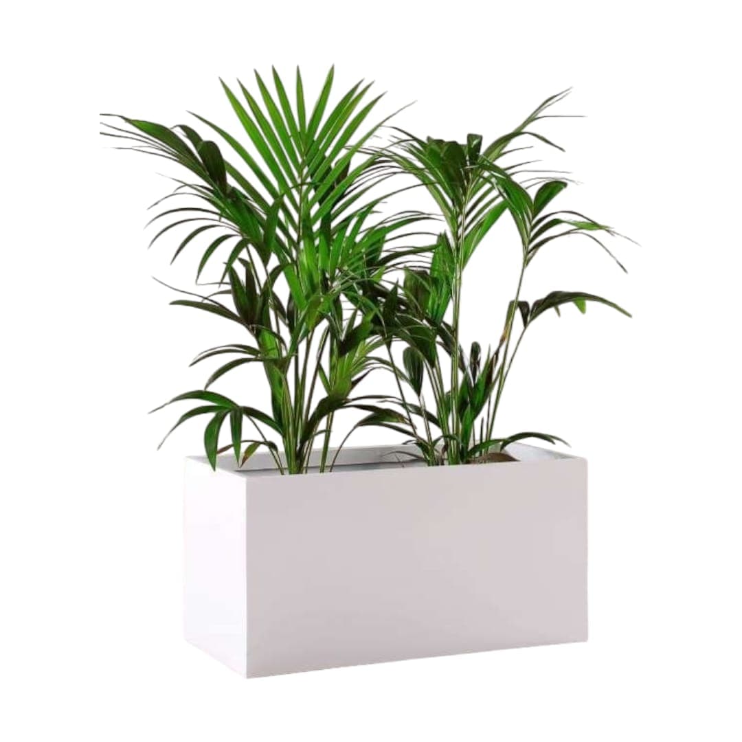 Kentia Palm In White Fiber Box Planter — photo 2 | Planto.ae UAE