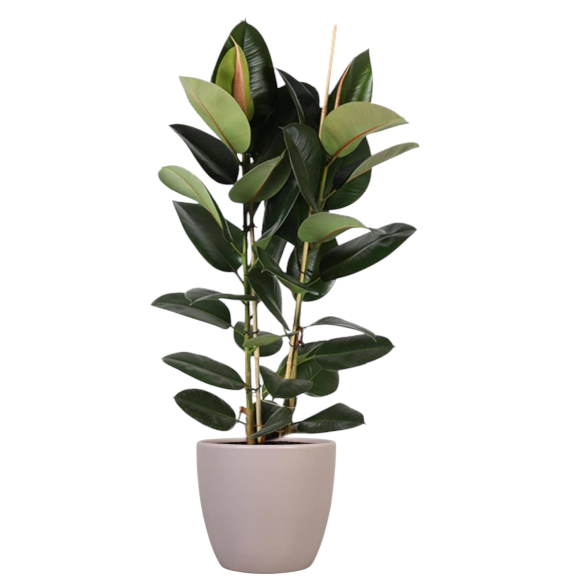 Rubber Plant In Ceramic pot — photo 2 | Planto.ae UAE
