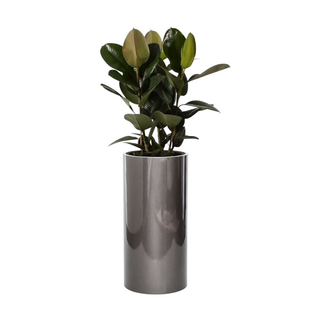 Rubber Plant In Silver Metal Pot — photo 2 | Planto.ae UAE