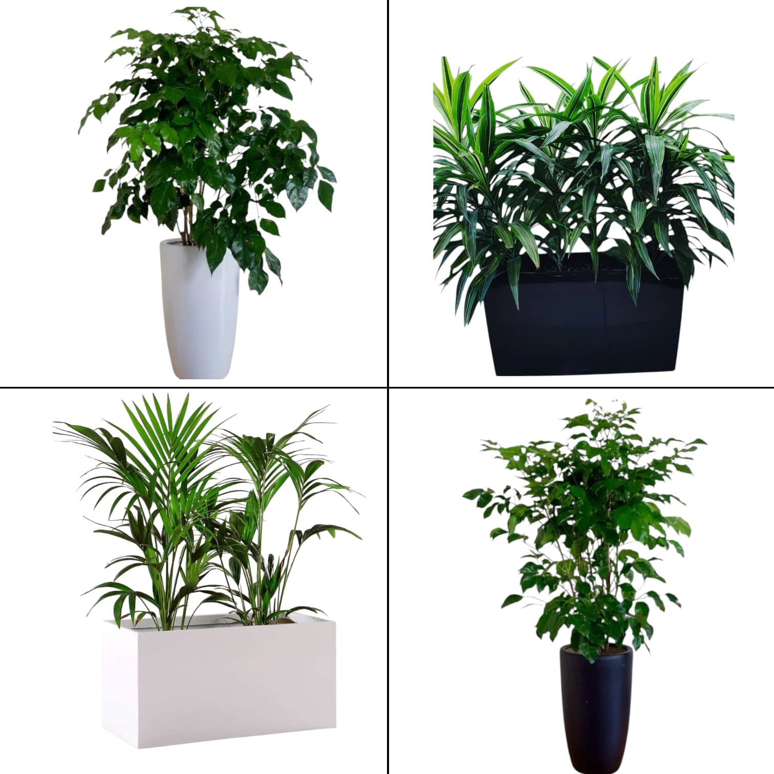 Set Of Four Plants. — photo 2 | Planto.ae UAE
