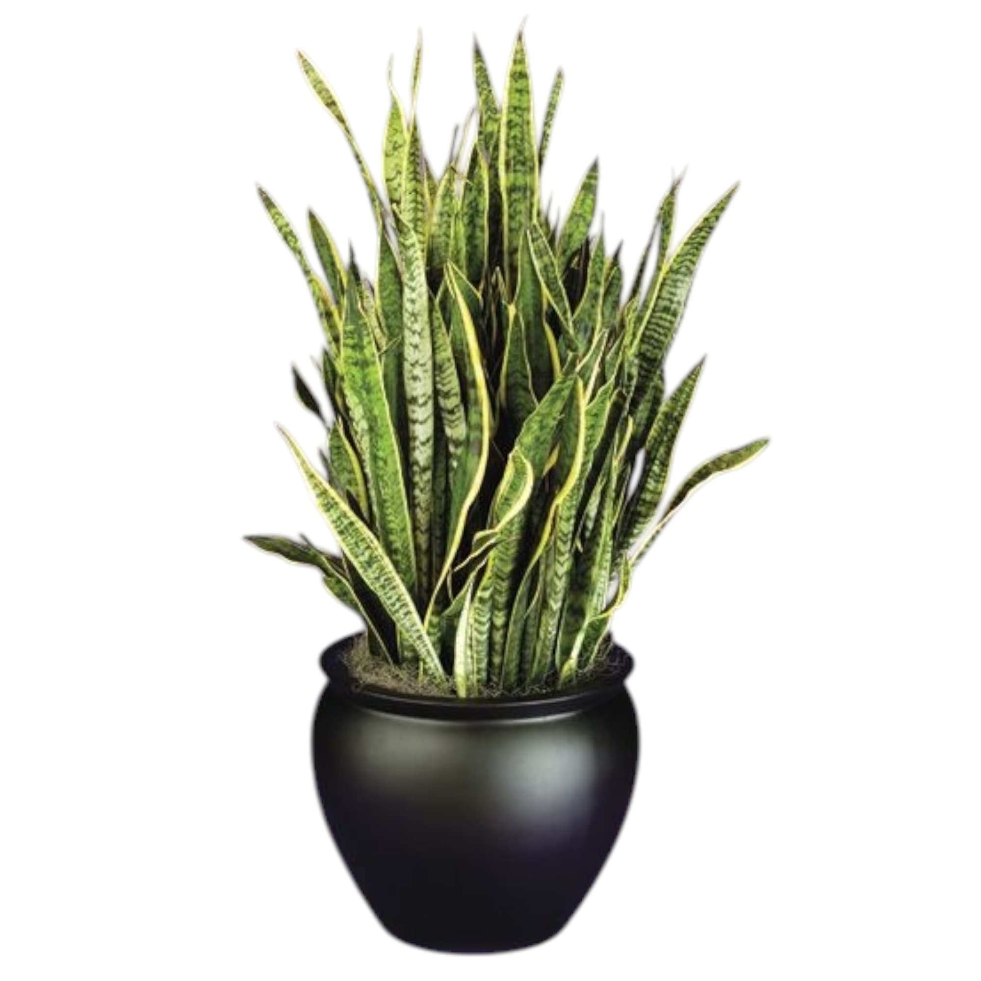 Snake Plants In Black Ceramic Planter — photo 2 | Planto.ae UAE