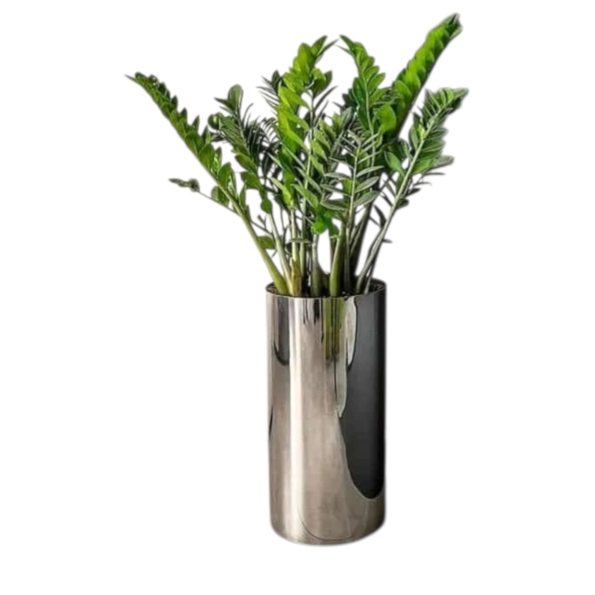 Zamia ZZ Plant in Silver Pot — photo 2 | Planto.ae UAE