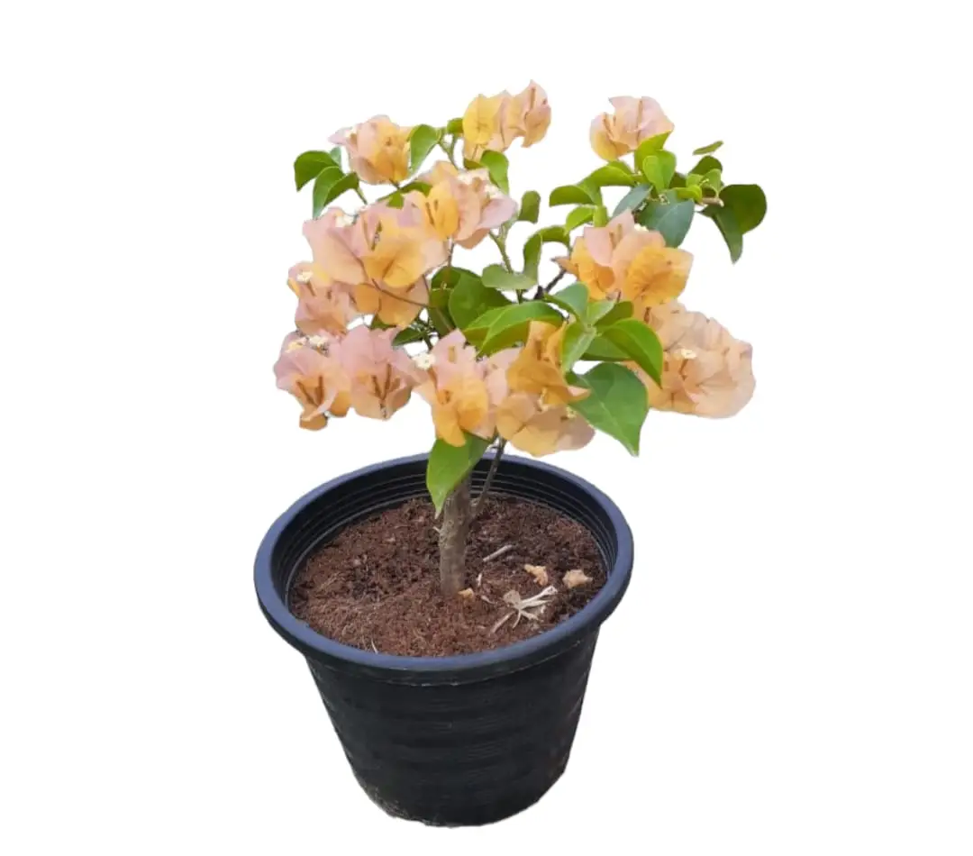 Bougainvillea — Outdoor Plants for Dubai & UAE delivery | Planto.ae