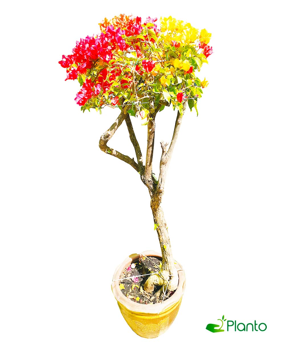 Bougainvillea-Single-Head — Outdoor Plants for Dubai & UAE delivery | Planto.ae