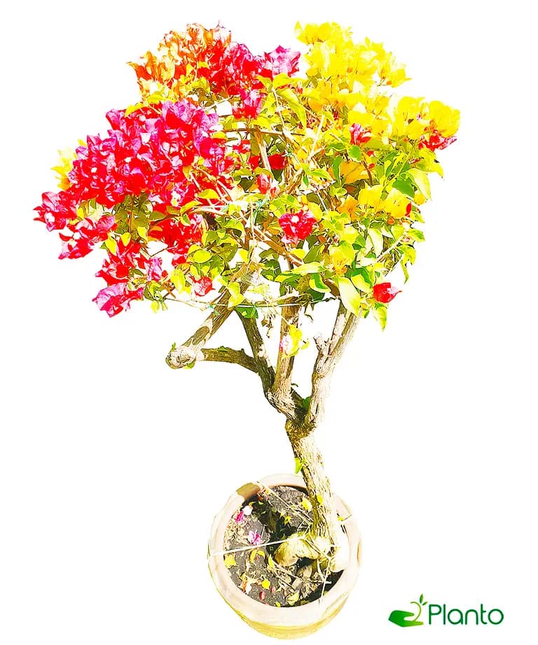 Bougainvillea-Single-Head — photo 2 | Planto.ae UAE