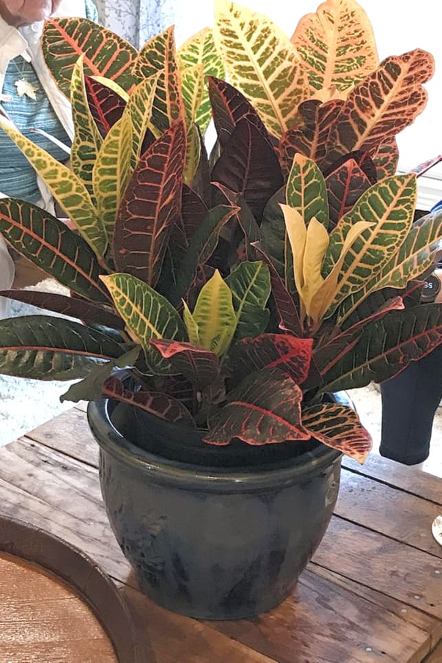 Croton Plant In Black Ceramic Pot — Outdoor Plants for Dubai & UAE delivery | Planto.ae