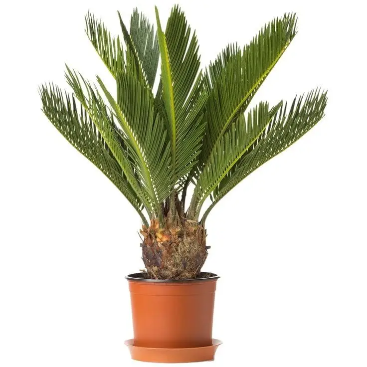 Cycas — Outdoor Plants for Dubai & UAE delivery | Planto.ae