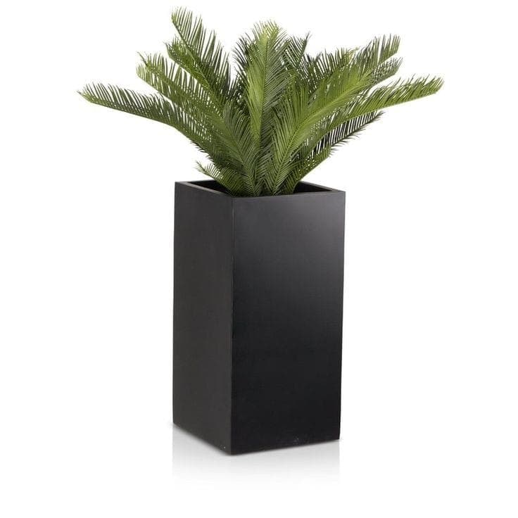 Cycas In Black fiber pot. — Outdoor Plants for Dubai & UAE delivery | Planto.ae