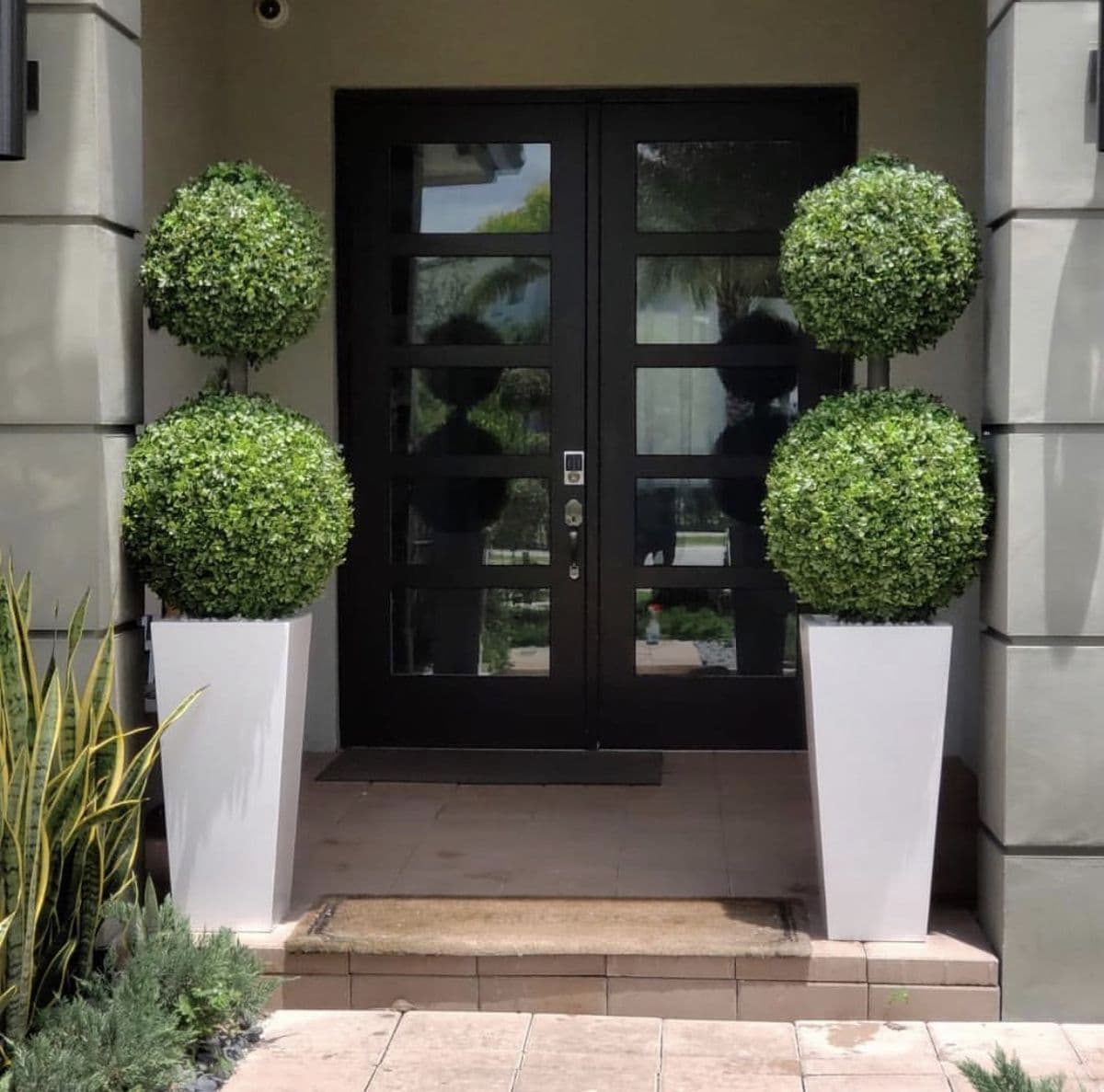 Elegant Ball Plants in Tall White Planter(2 plants) — Outdoor Plants for Dubai & UAE delivery | Planto.ae
