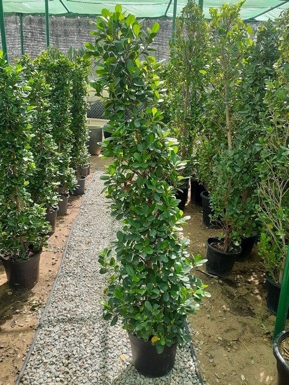 Ficus-cone — photo 2 | Planto.ae UAE