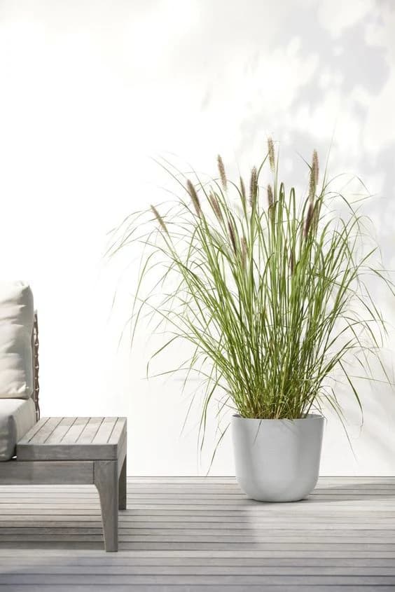grass — Outdoor Plants for Dubai & UAE delivery | Planto.ae
