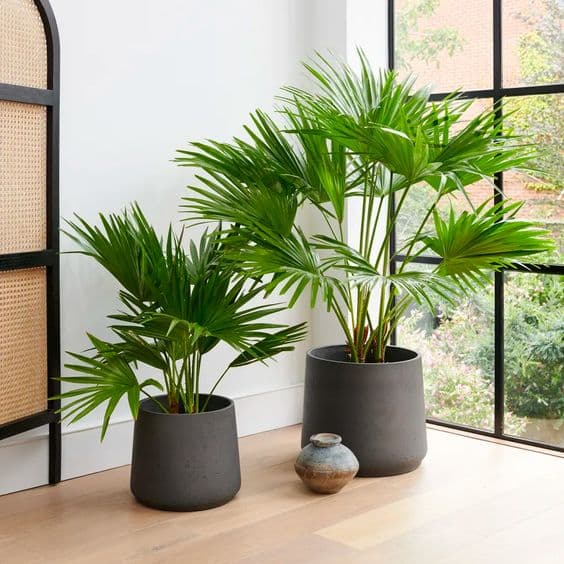 Livistona Chinensis. 2 Plants In Black Fiber Pots — Outdoor Plants for Dubai & UAE delivery | Planto.ae