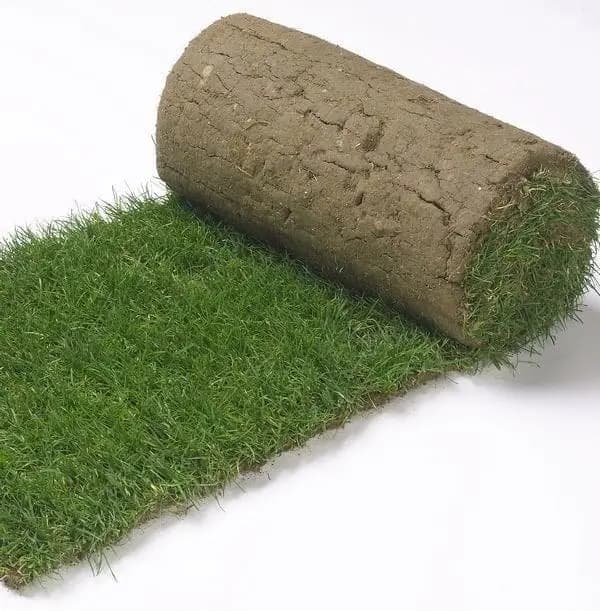 Natural carpet grass “American Bermuda” — Outdoor Plants for Dubai & UAE delivery | Planto.ae