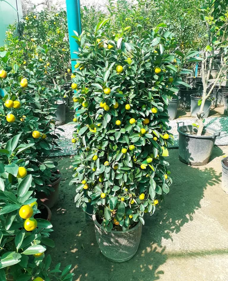 Orange — photo 2 | Planto.ae UAE