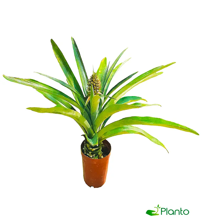 Pineapple Plant — photo 2 | Planto.ae UAE