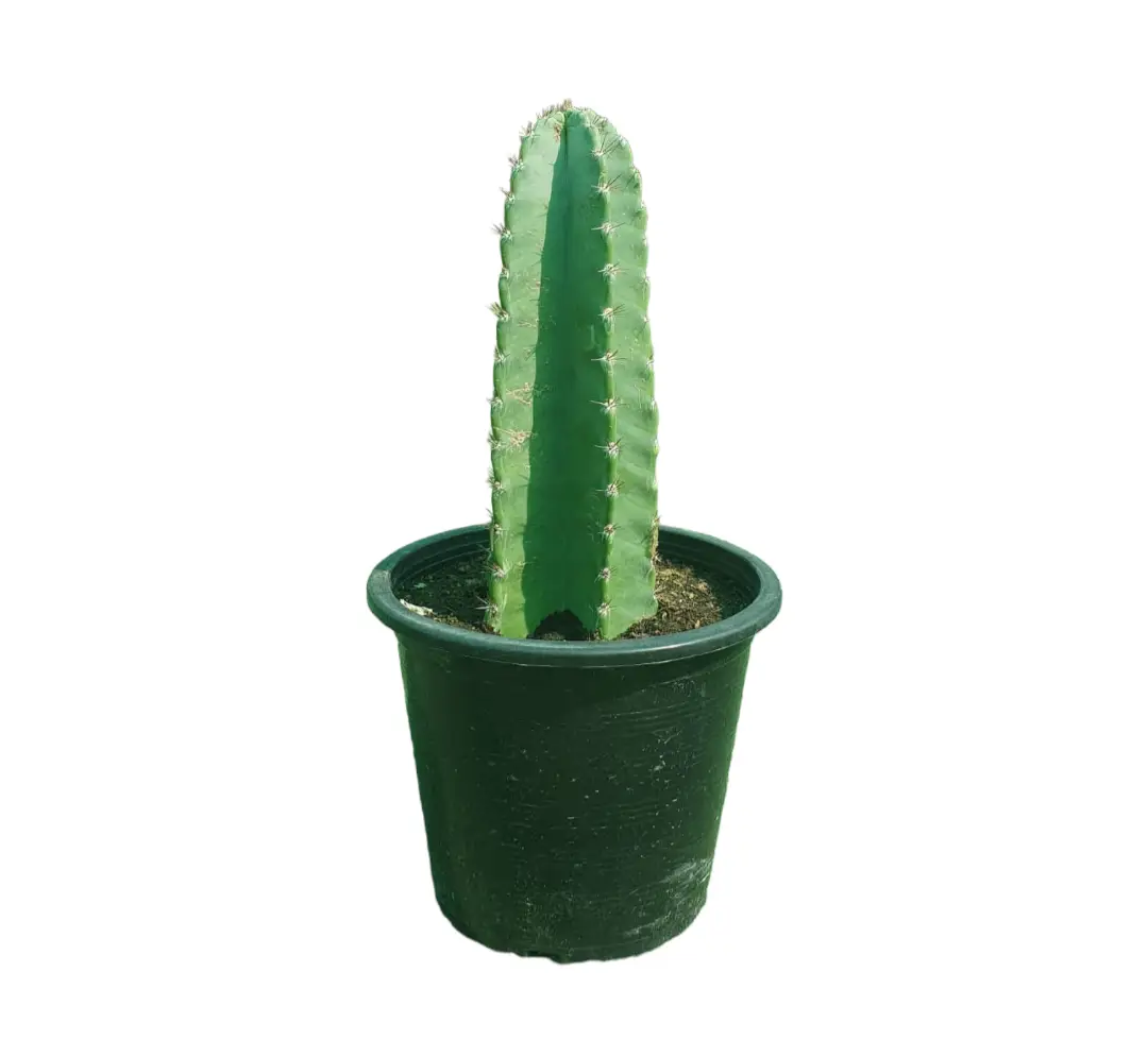 Scopulicola Cactus — Outdoor Plants for Dubai & UAE delivery | Planto.ae