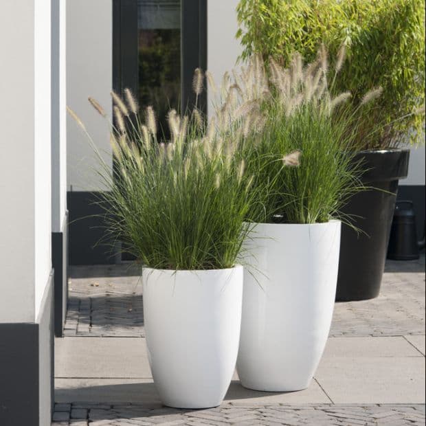 Set Of 2- Grass In White Planters — Outdoor Plants for Dubai & UAE delivery | Planto.ae
