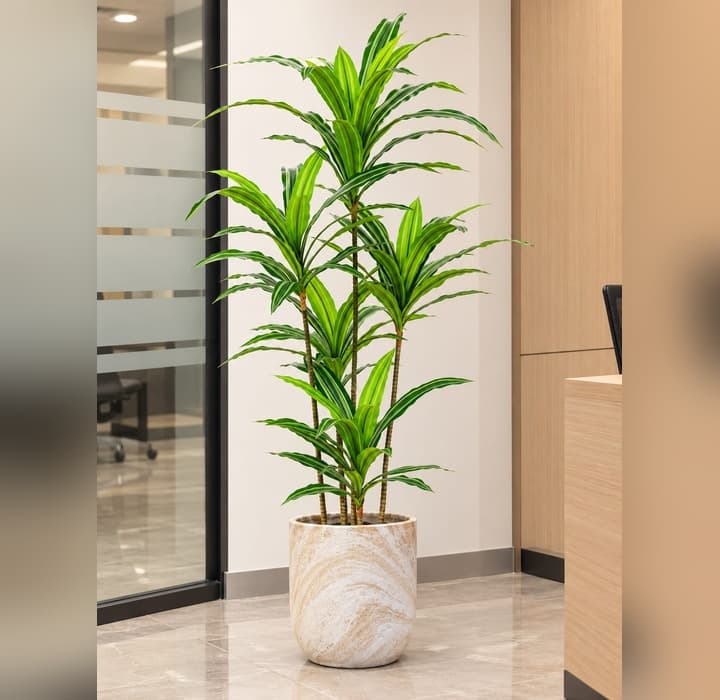 Tall Artificial Dracaena Fragrans Plant — Artificial Plants for Dubai & UAE delivery | Planto.ae