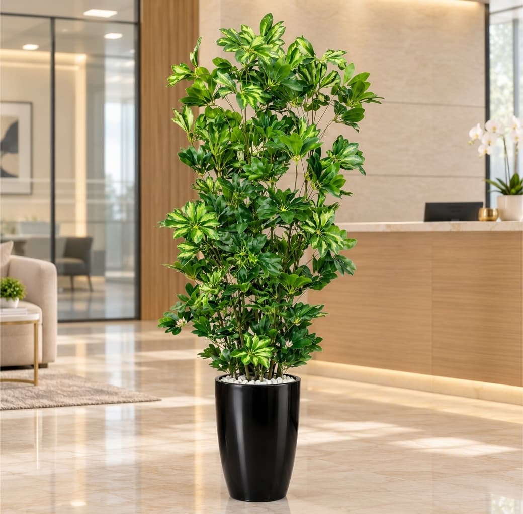 Schefflera in Black ceramic pot. — Artificial Plants for Dubai & UAE delivery | Planto.ae