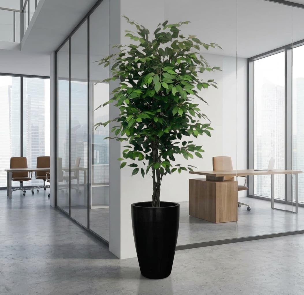 An Artificial Ficus Benjamina(250cm) — Artificial Plants for Dubai & UAE delivery | Planto.ae